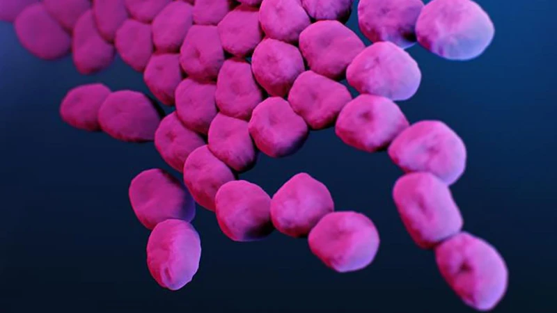 Antibiyotiklərə davamlı bakteriya aşkar edilib.