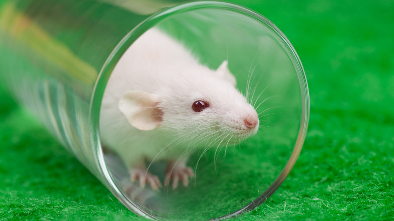 “Yerə addım atmaq” məsləhəti elmi şəkildə sübut olunub: Hətta siçanlar da dəyişir